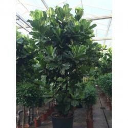 Ficus Lyrata - Vioolplant 440-450cm art40406