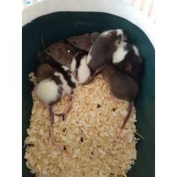 Tamme jonge ratjes