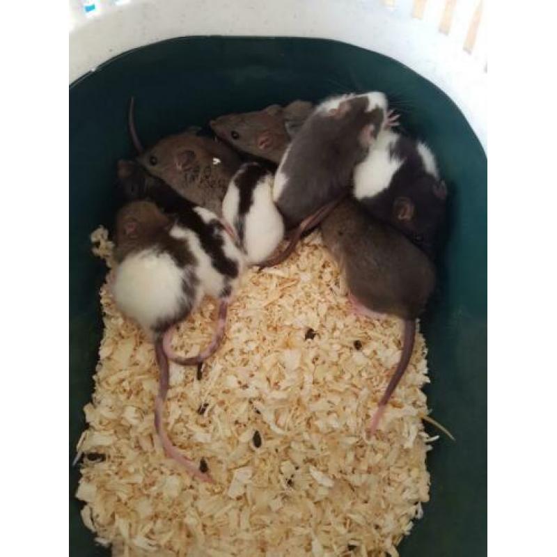 Tamme jonge ratjes
