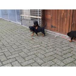 Rottweiler pups te koop