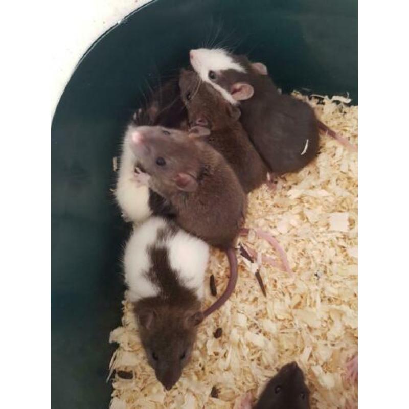 Tamme jonge ratjes