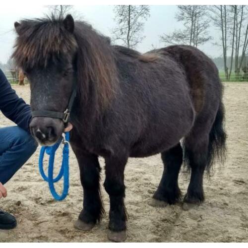 Kareltje zoekt gezellig huisje