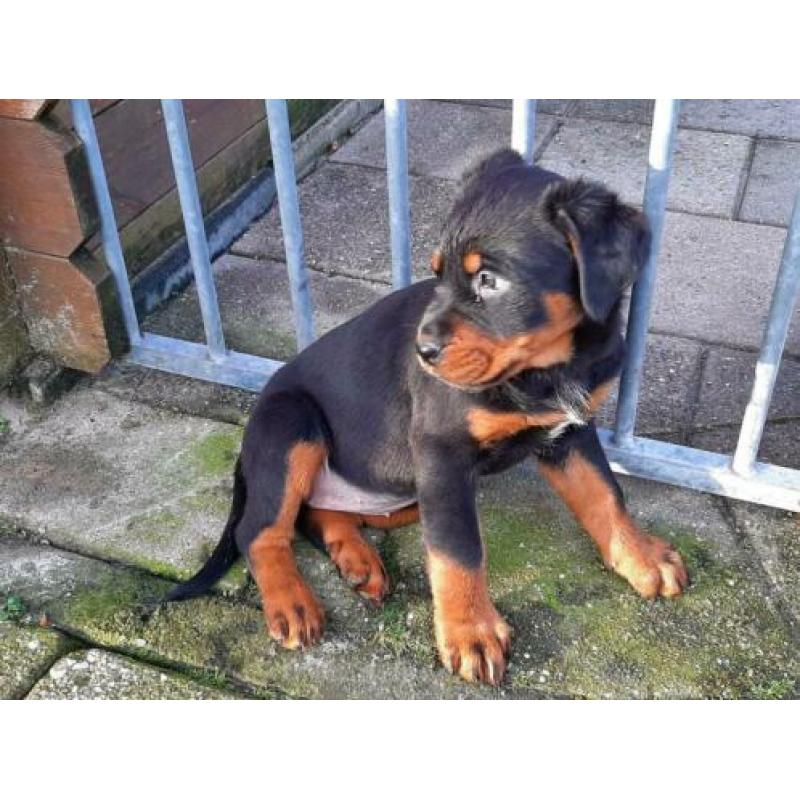 Rottweiler pups te koop