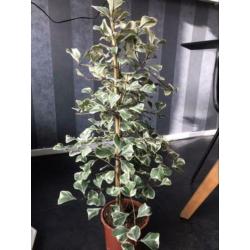 Ficus Natalensis leprieurii variegata