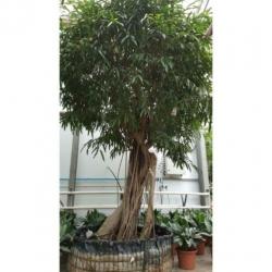 Ficus Maclellandii 'alii' - Jungle Boom 740-750cm art47899