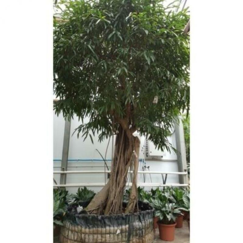 Ficus Maclellandii 'alii' - Jungle Boom 740-750cm art47899