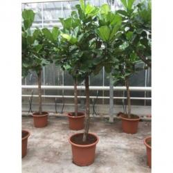 Ficus Lyrata - Vioolplant 440-450cm art40406