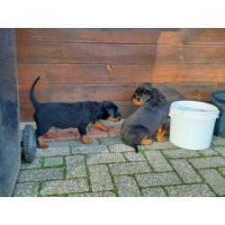 Rottweiler pups te koop