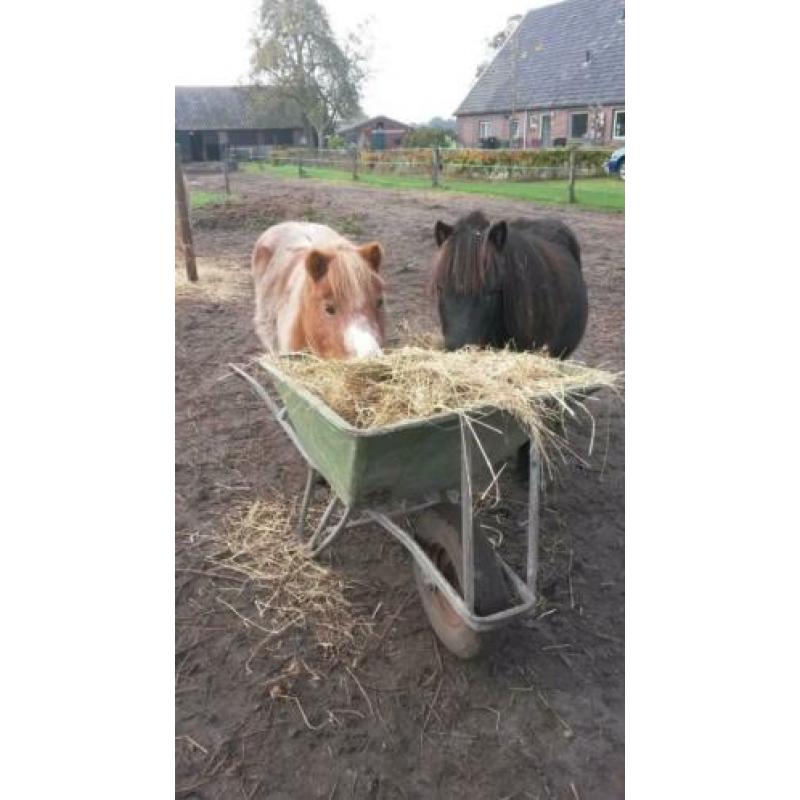 Kareltje zoekt gezellig huisje
