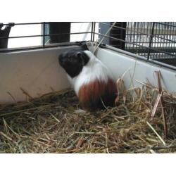 Cavia's