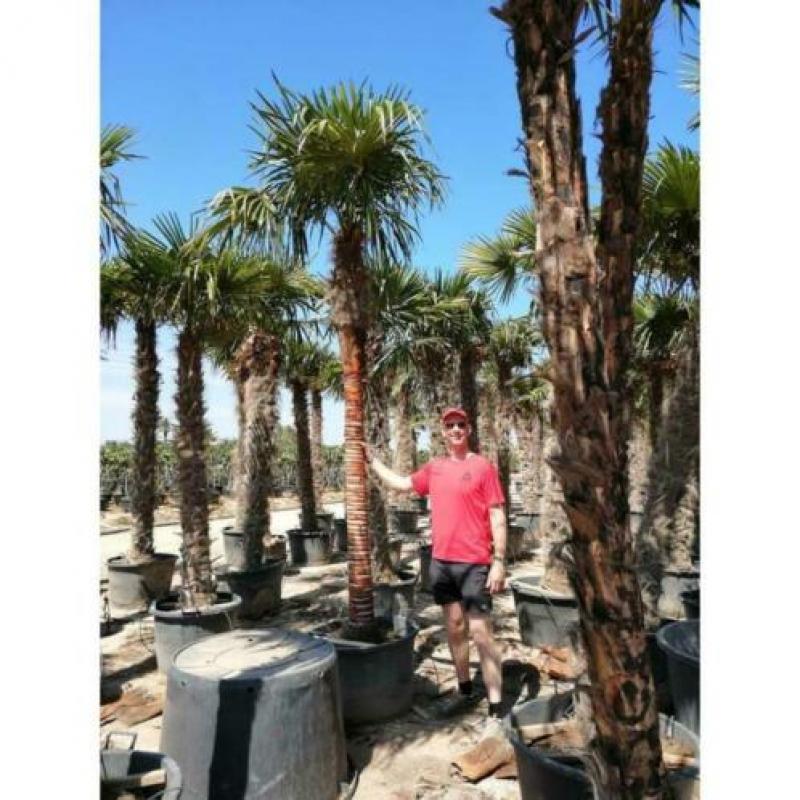 Trachycarpus Fortunei - Waaierpalm 360-440cm art25052