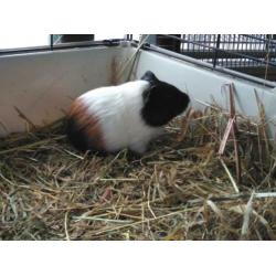 Cavia's