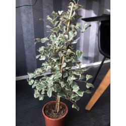 Ficus Natalensis leprieurii variegata