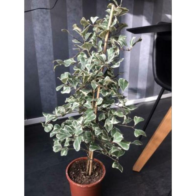 Ficus Natalensis leprieurii variegata