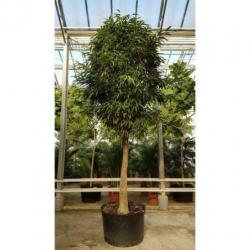 Ficus Maclellandii 'alii' - Jungle Boom 740-750cm art47899