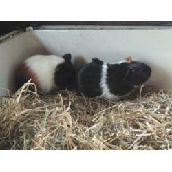 Cavia's
