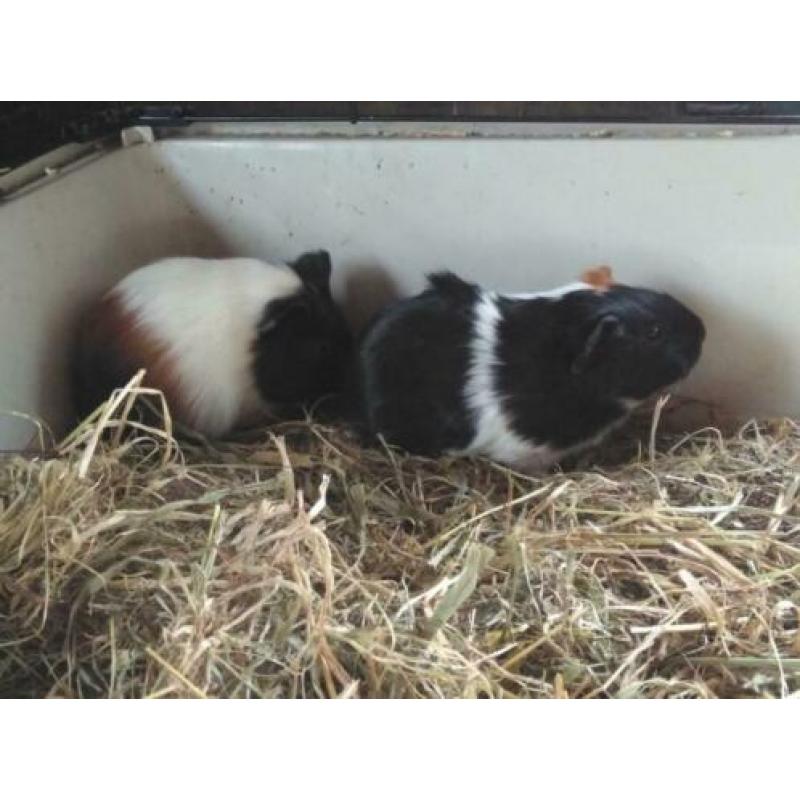Cavia's