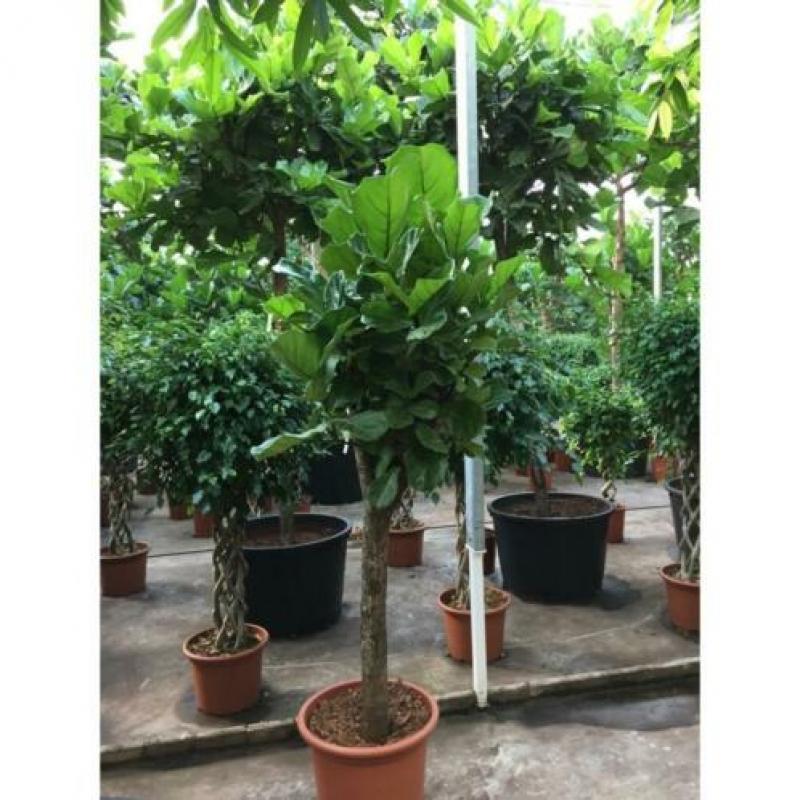 Ficus Lyrata - Vioolplant 440-450cm art40406