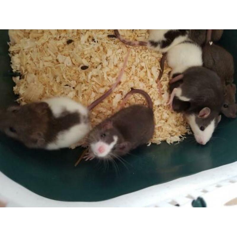 Tamme jonge ratjes