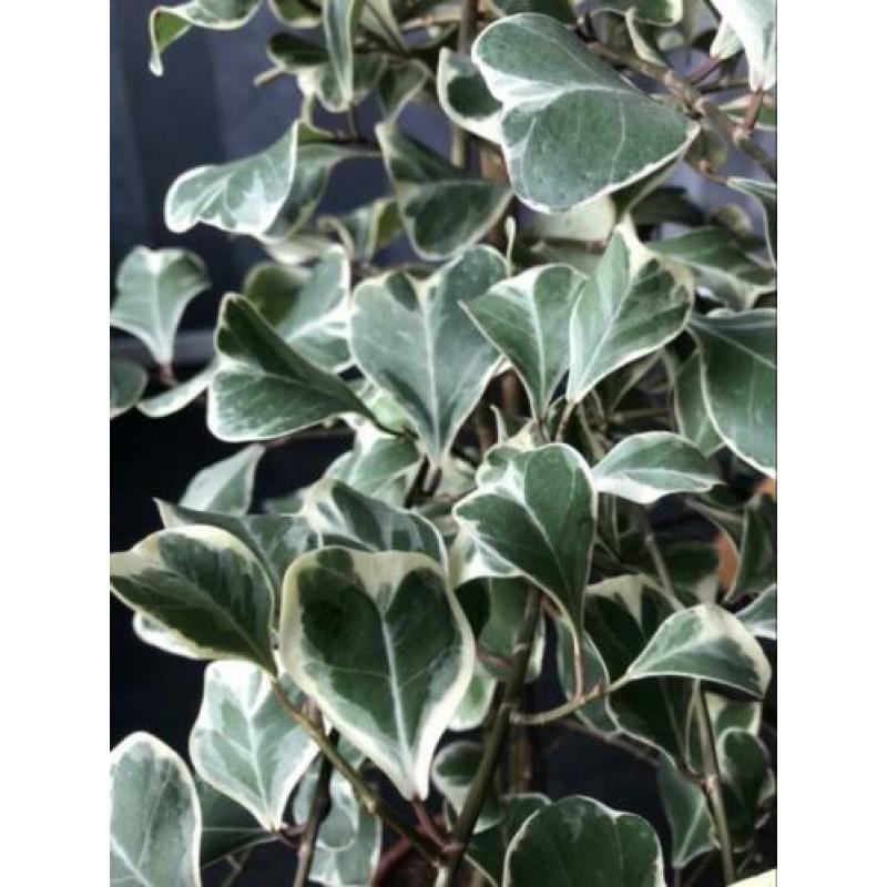 Ficus Natalensis leprieurii variegata