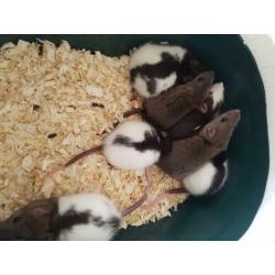 Tamme jonge ratjes