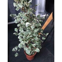 Ficus Natalensis leprieurii variegata