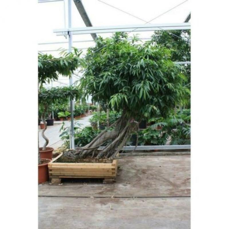 Ficus Maclellandii 'alii' - Jungle Boom 740-750cm art47899