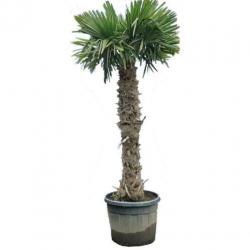 Trachycarpus Fortunei - Waaierpalm 360-440cm art25052