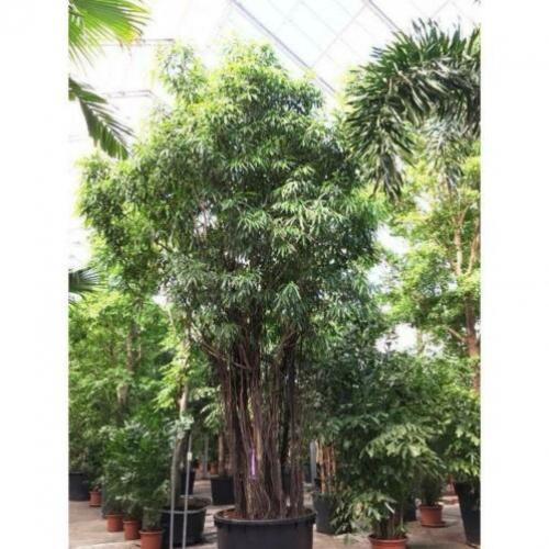 Ficus Maclellandii 'alii' - Jungle Boom 740-750cm art47899