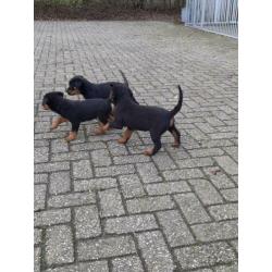 Rottweiler pups te koop