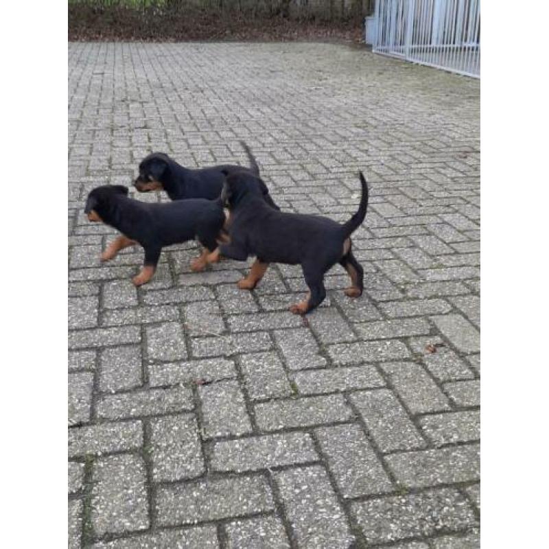 Rottweiler pups te koop