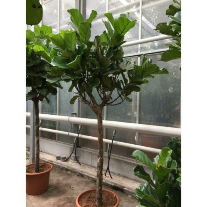 Ficus Lyrata - Vioolplant 440-450cm art40406