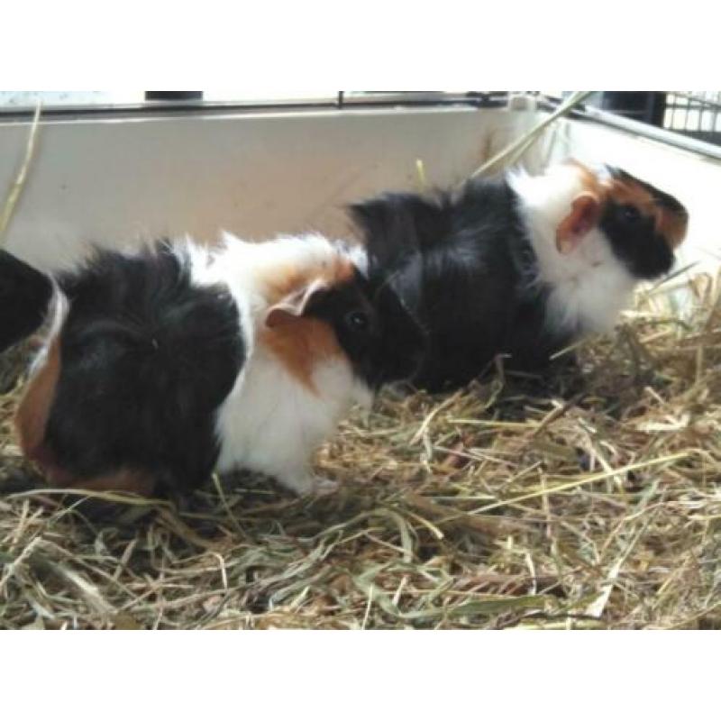 Cavia's