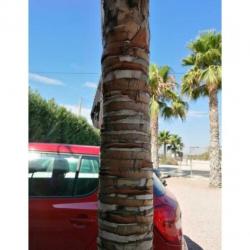 Trachycarpus Fortunei - Waaierpalm 360-440cm art25052