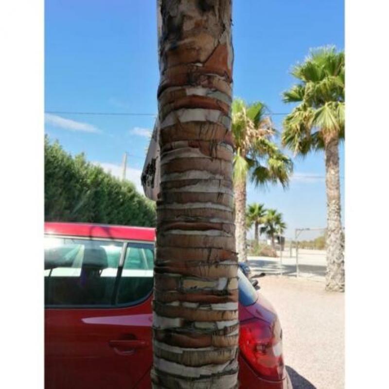 Trachycarpus Fortunei - Waaierpalm 360-440cm art25052
