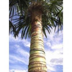 Trachycarpus Fortunei - Waaierpalm 360-440cm art25052