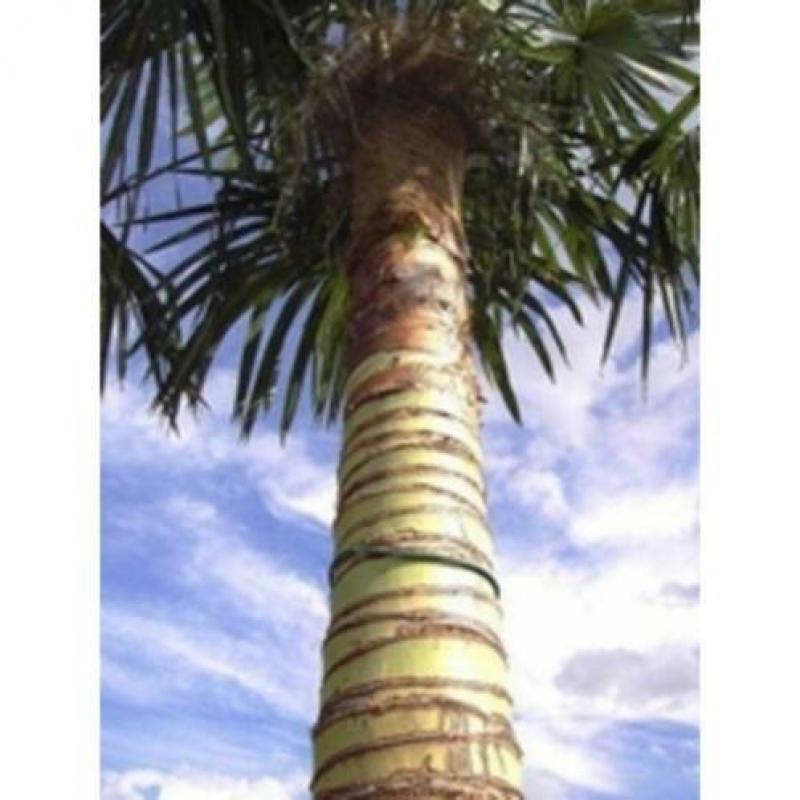 Trachycarpus Fortunei - Waaierpalm 360-440cm art25052