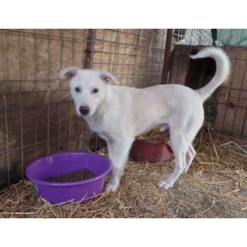 Ter adoptie Sky