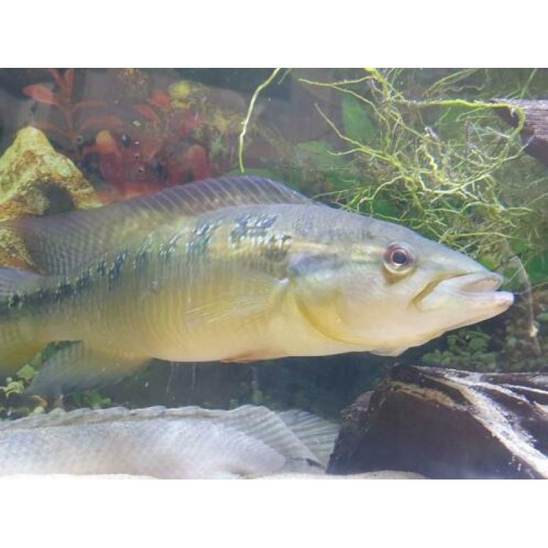 Crenicichla lepidota