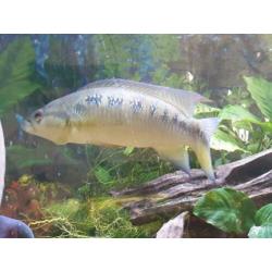 Crenicichla lepidota