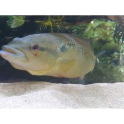 Crenicichla lepidota