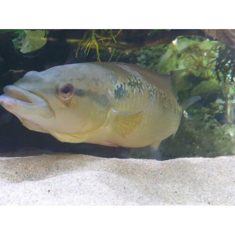 Crenicichla lepidota