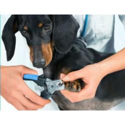 HIPDOGS CARE voor nagels en vachtverzorging bij u thuis