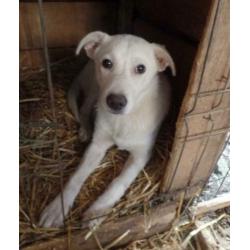 Ter adoptie Sky