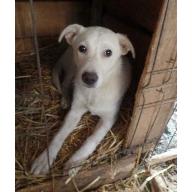 Ter adoptie Sky