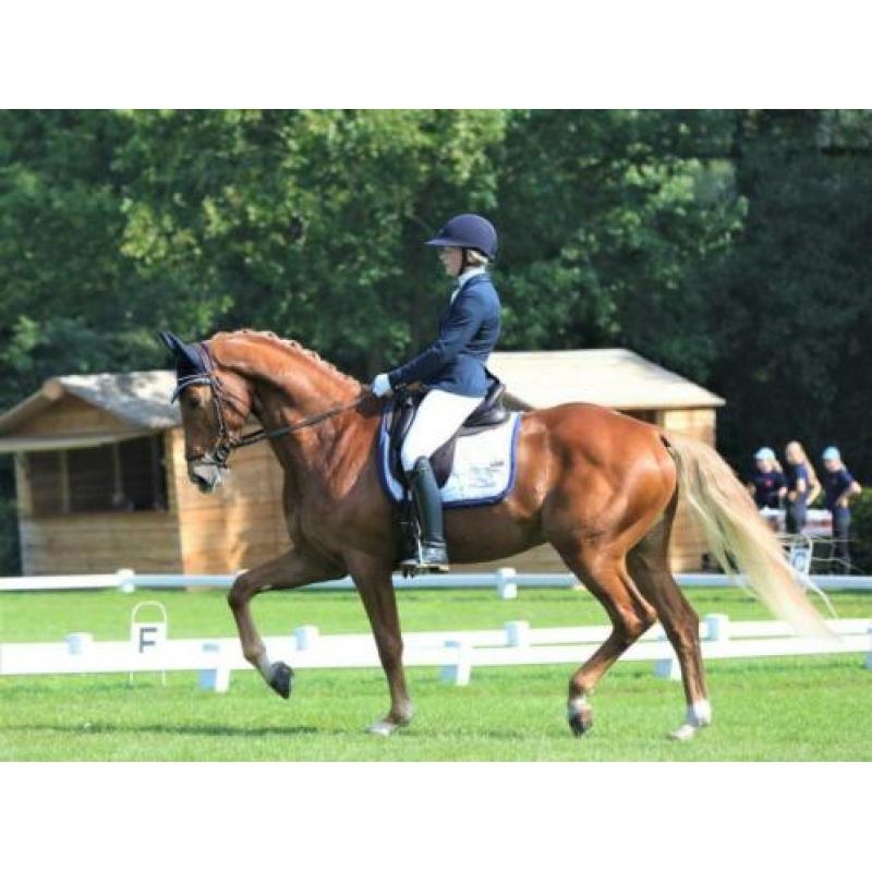 Anatomisch hoofdstel Horsegear Aquila, ZGAN bruin Full