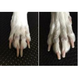 HIPDOGS CARE voor nagels en vachtverzorging bij u thuis