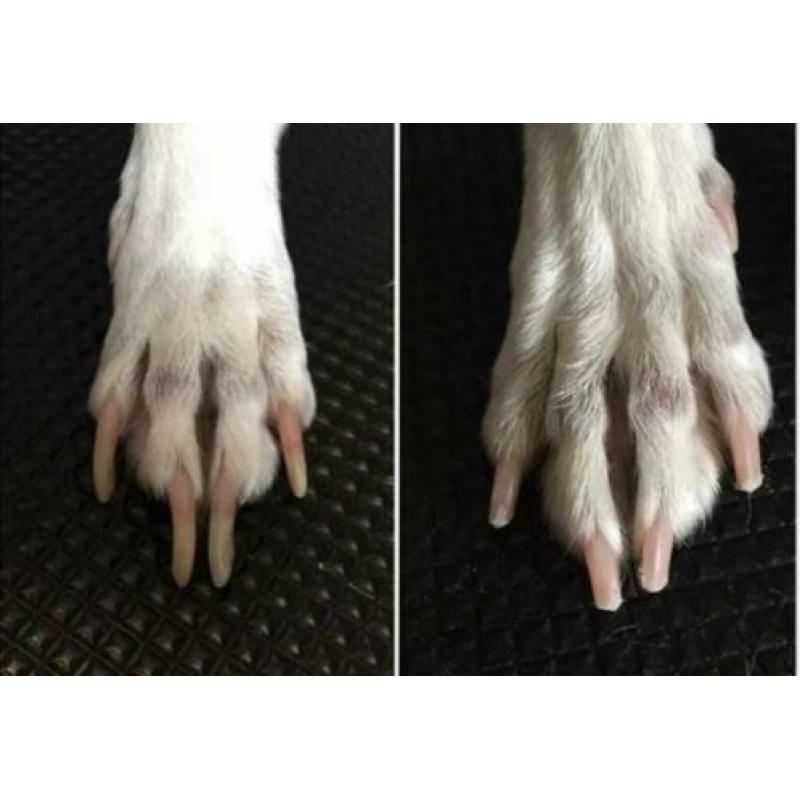 HIPDOGS CARE voor nagels en vachtverzorging bij u thuis
