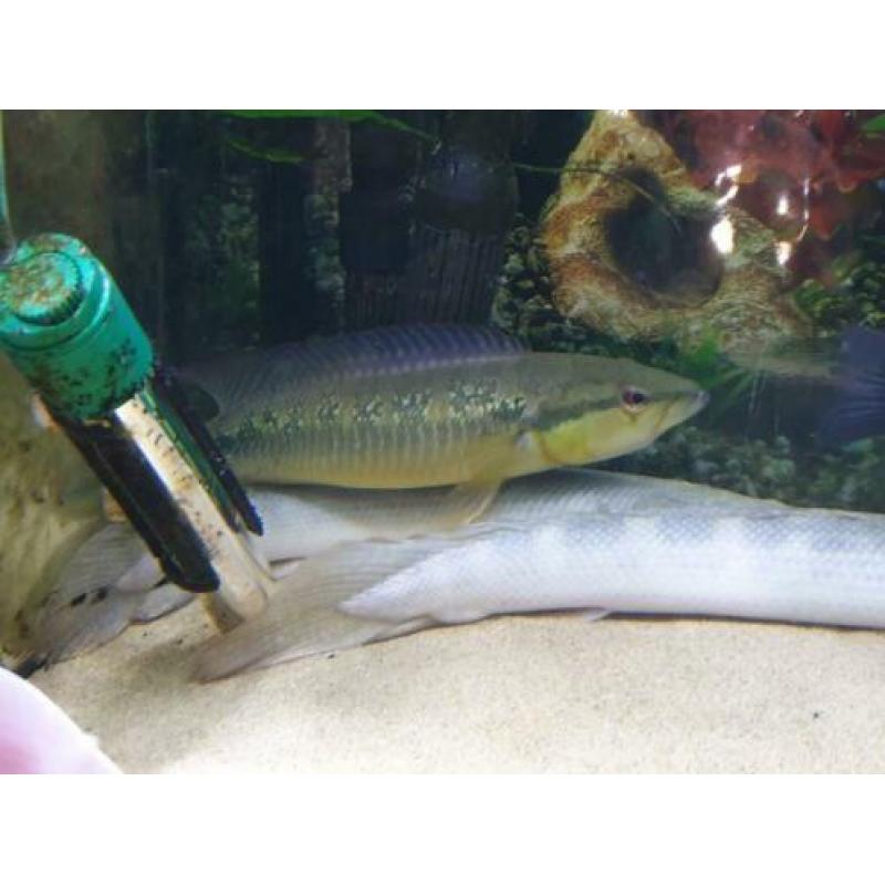 Crenicichla lepidota