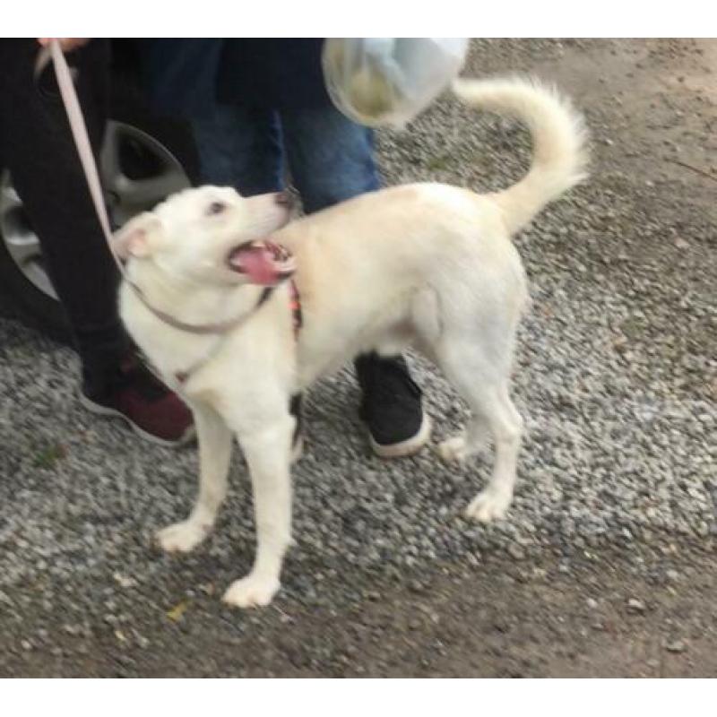 Ter adoptie Sky